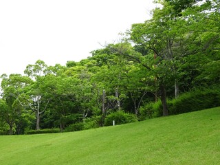 初夏の公園の緑