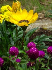 黄色い花と千日紅