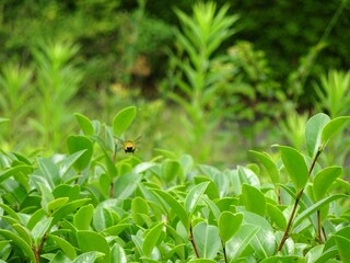 日差しに照らされた葉とハチ