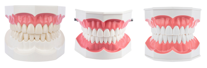 Dental Teeth Model Displaying White Teeth And Pink Gums On A White Background With Accurate Anatomical Detailing And Isolated Presentation