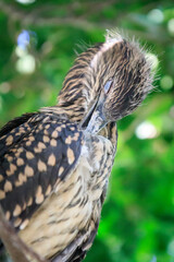 Juvenile Night Heron Preening Feathers