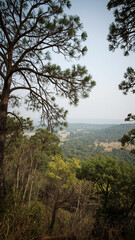 Obraz premium tree on the edge of the mountain