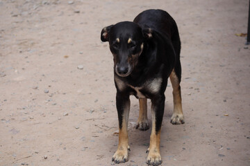 Stray dog ​​observing in a rural landscape