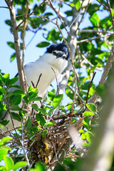 Black-crowned Night Heron on Nest in Hong Kong