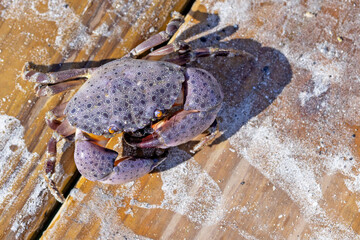 A Florida stone crab (Menippe mercenaria) briefly sitting on a dock after it clung to a piece of marine debris being cleaned up. The crab soon returned to the water. 