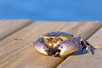 A Florida stone crab (Menippe mercenaria) briefly sitting on a dock after it clung to a piece of...