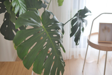 Bright indoor green monstera leaves