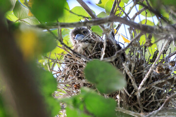 Young Night Heron Peeking from Nest