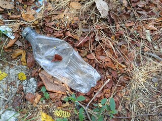 leaf on the ground