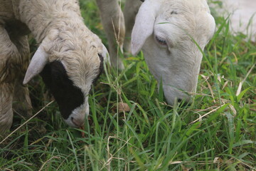 Obraz premium a pair of goats eating green grass so that their stomachs are full and provide a lot of meat when slaughtered