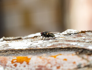 A macro shot of a fly resting on tree bark. The compound red eyes, transparent wings, body hairs, and detailed bark texture are clearly visible against a blurred background.