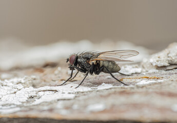 A macro shot of a fly resting on tree bark. The compound red eyes, transparent wings, body hairs, and detailed bark texture are clearly visible against a blurred background.