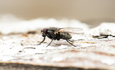 A macro shot of a fly resting on tree bark. The compound red eyes, transparent wings, body hairs, and detailed bark texture are clearly visible against a blurred background.