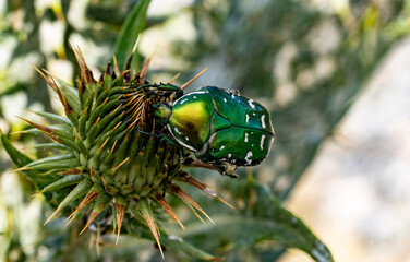 A macro shot of a green rose chafer with metallic sheen sitting on a thistle bud. Fine details of its shiny shell, legs, antennae, and the spiky texture of the plant are clearly visible.