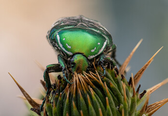 A macro shot of a green rose chafer with metallic sheen sitting on a thistle bud. Fine details of its shiny shell, legs, antennae, and the spiky texture of the plant are clearly visible.