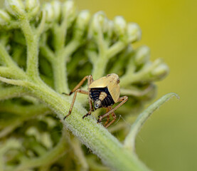 A macro photograph of a light brown insect sitting on a green hairy plant stem. Clear body details, legs, abdominal pattern, and a blurred background with foliage are visible.
