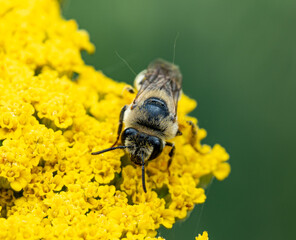 The macro photo shows a Mylabris quadripunctata bright orange beetle with black spots sitting on a yellow thistle flower. Its antennae, legs, and the fluffy texture of the flower petals are clearly vi