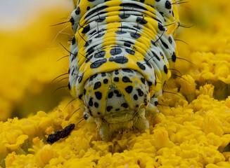 A close-up macro shot of a caterpillar's head with a black and yellow pattern, feeding on small yellow flowers. Details of the chitinous surface, bristles, and flower texture are clearly visible.