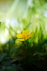 yellow flowers in the garden