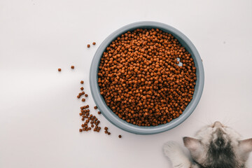 Cute kitten eating dry food from a blue bowl, with scattered pellets on a white background. Top view minimal pet care concept