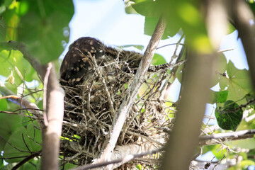 Juvenile Night Heron Perched in a Tangled Nest in a Tree