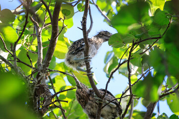 Juvenile Night Herons Perched in Lush Tree Foliage