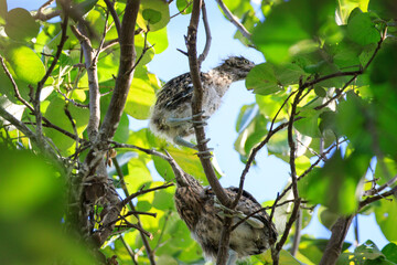 Juvenile Night Herons Perched in Lush Tree Foliage