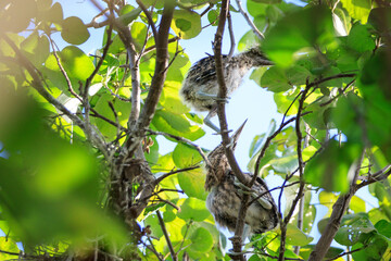 Juvenile Night Herons Perched in Lush Tree Foliage