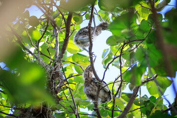 Juvenile Night Herons Perched in Lush Tree Foliage