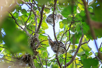 Juvenile Night Herons Perched in Lush Tree Foliage