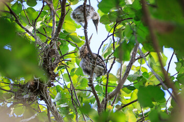 Juvenile Night Herons Perched in Lush Tree Foliage
