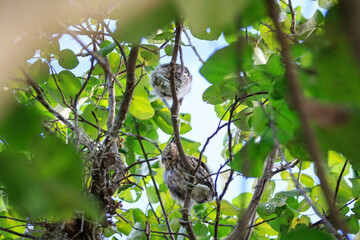Juvenile Night Herons Perched in Lush Tree Foliage
