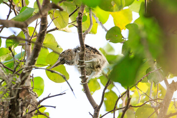 Juvenile Night Herons Perched in Lush Tree Foliage