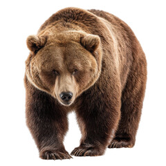 Obraz premium Big Brown Bear Photo Stock PNG Transparent