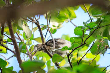 Juvenile Night Herons Perched in Lush Tree Foliage