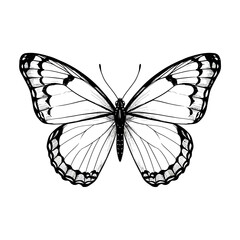 Butterfly art. Black sketches. Vector hand drawn illustration, butterfly silhoette simple Outline 