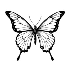 Butterfly art. Black sketches. Vector hand drawn illustration, butterfly silhoette simple Outline 