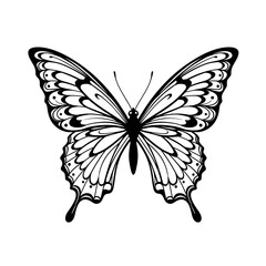 Butterfly art. Black sketches. Vector hand drawn illustration, butterfly silhoette simple Outline 
