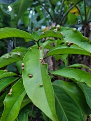 green leaves on a branch
