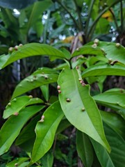 green leaves on a tree with leaf disease