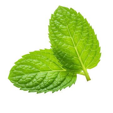 Two single mint leaves isolated on white or transparent background. PNG