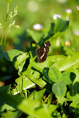 butterfly on a leaf