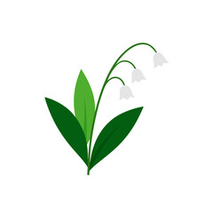 lily of the valley on white background  