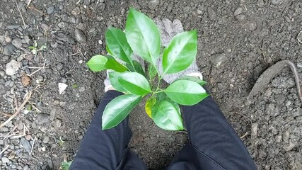 People planting trees for nature conservation and climate action
