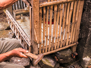 A man repairs a bamboo chicken cage with a hammer. The rustic setting highlights traditional...
