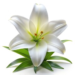 Easter lily