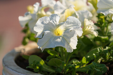 A petunia flower with white petals in a flower bed on the territory of the Astrakhan Kremlin on a...
