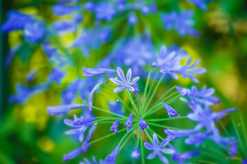 アガパンサスの花