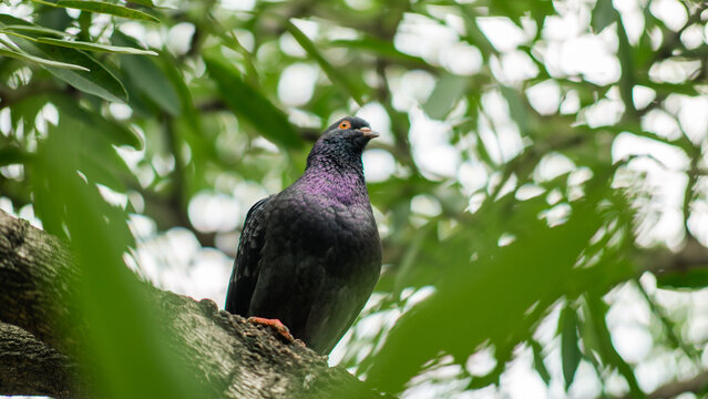 A close-up photo of a dark pigeon perched on a tree branch, surrounded green leaves and soft natural light in the background.