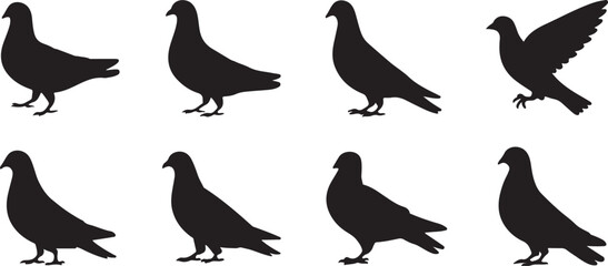 Silhouette of a pigeon eating birdseed.